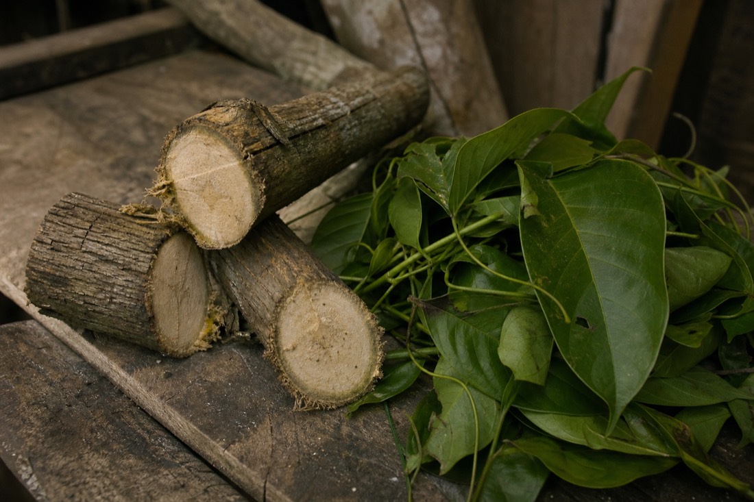 Close-up of ayahuasca vine sections and chacruna leaves on a rough wooden surface