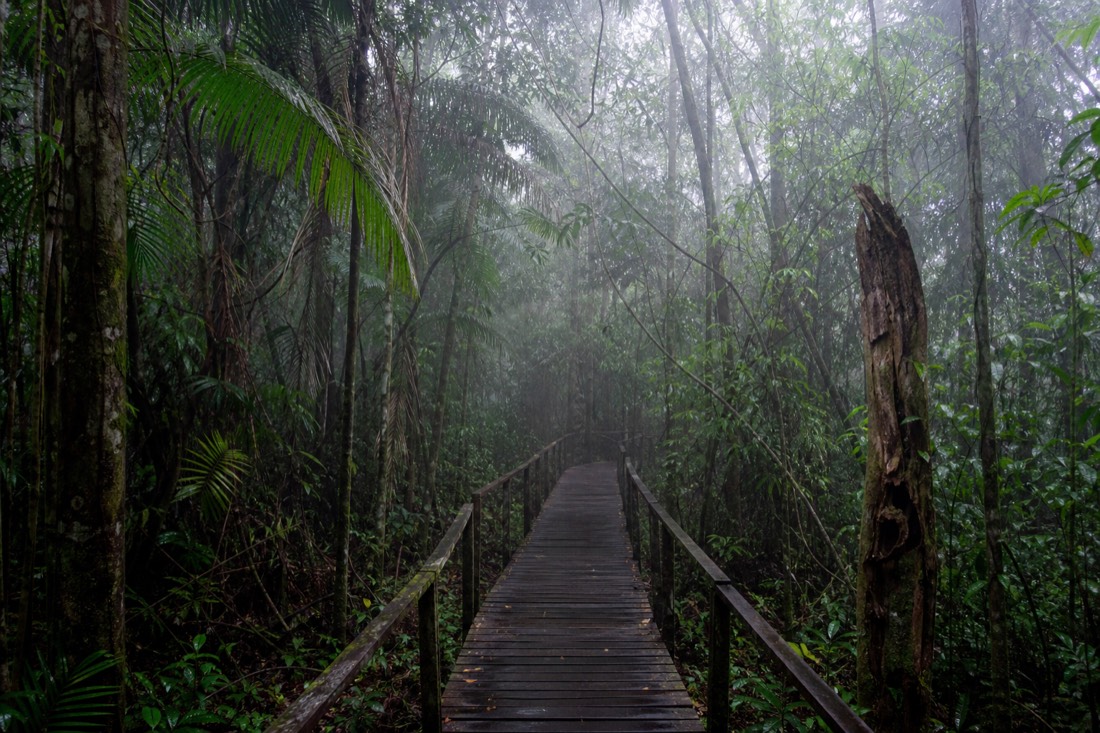 Long wooden walkway disappearing into dense rainforest, morning mist between the trees