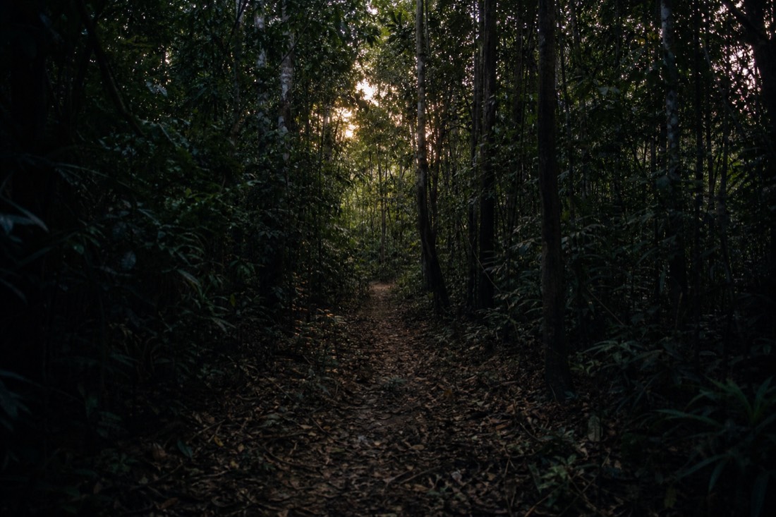 Empty jungle path between tall trees in low evening light, quiet and ambiguous