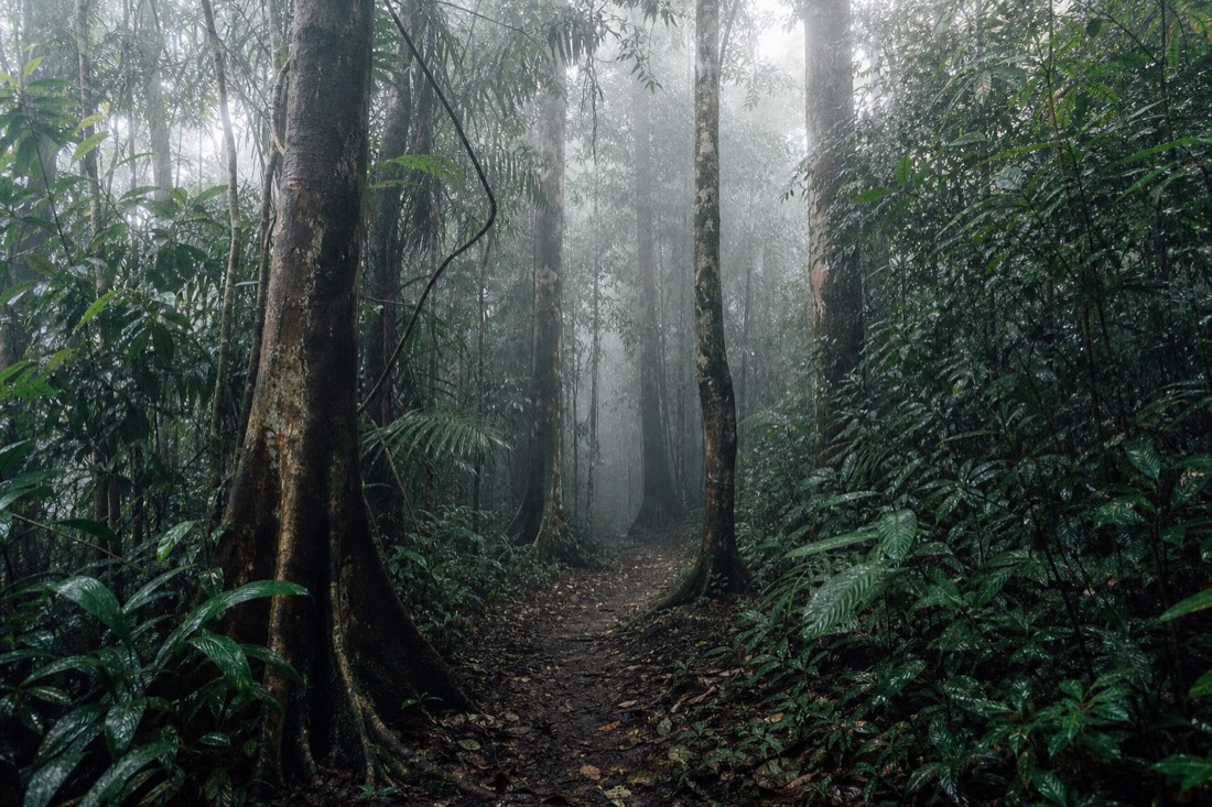 Foggy jungle trail disappearing between tall trees with no signage