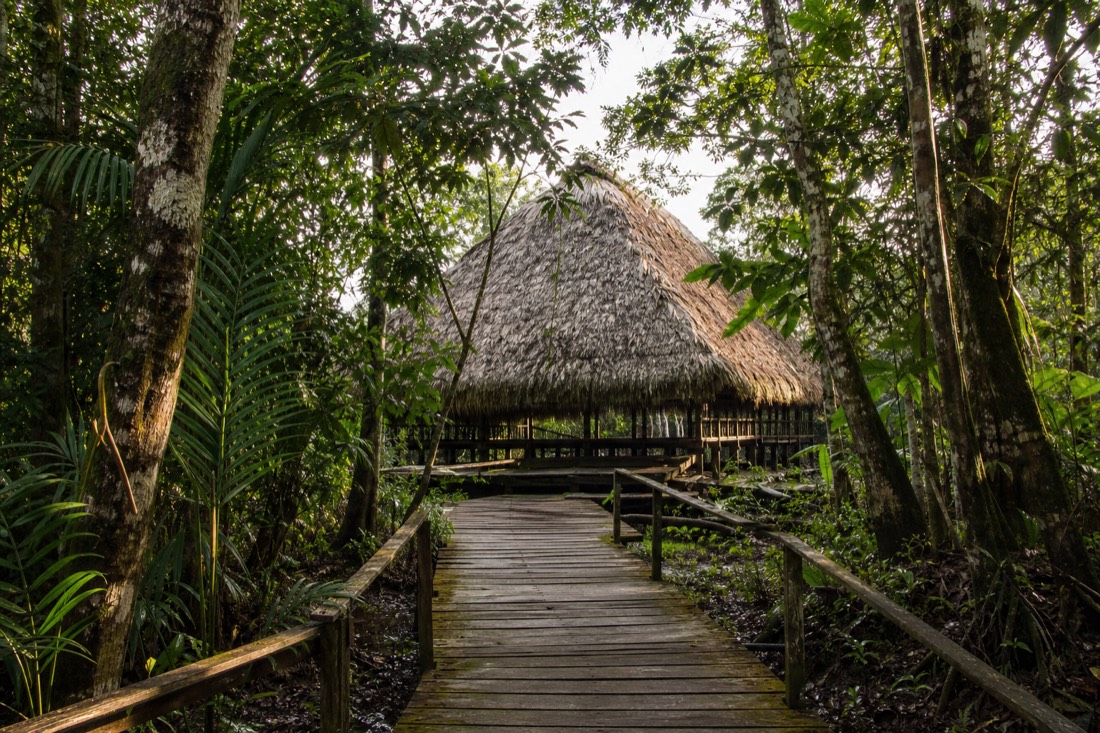 Wooden walkway leading to a thatched maloca in the Amazon rainforest near Iquitos