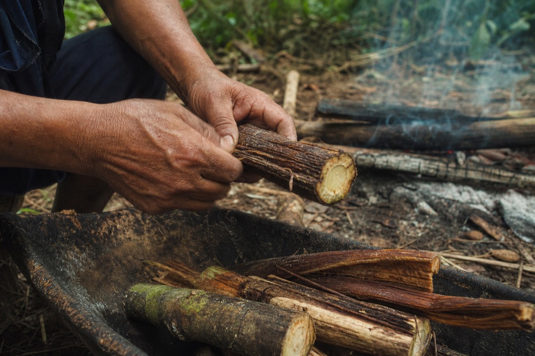Weathered hands preparing sections of ayahuasca vine beside a fire pit in a jungle clearing