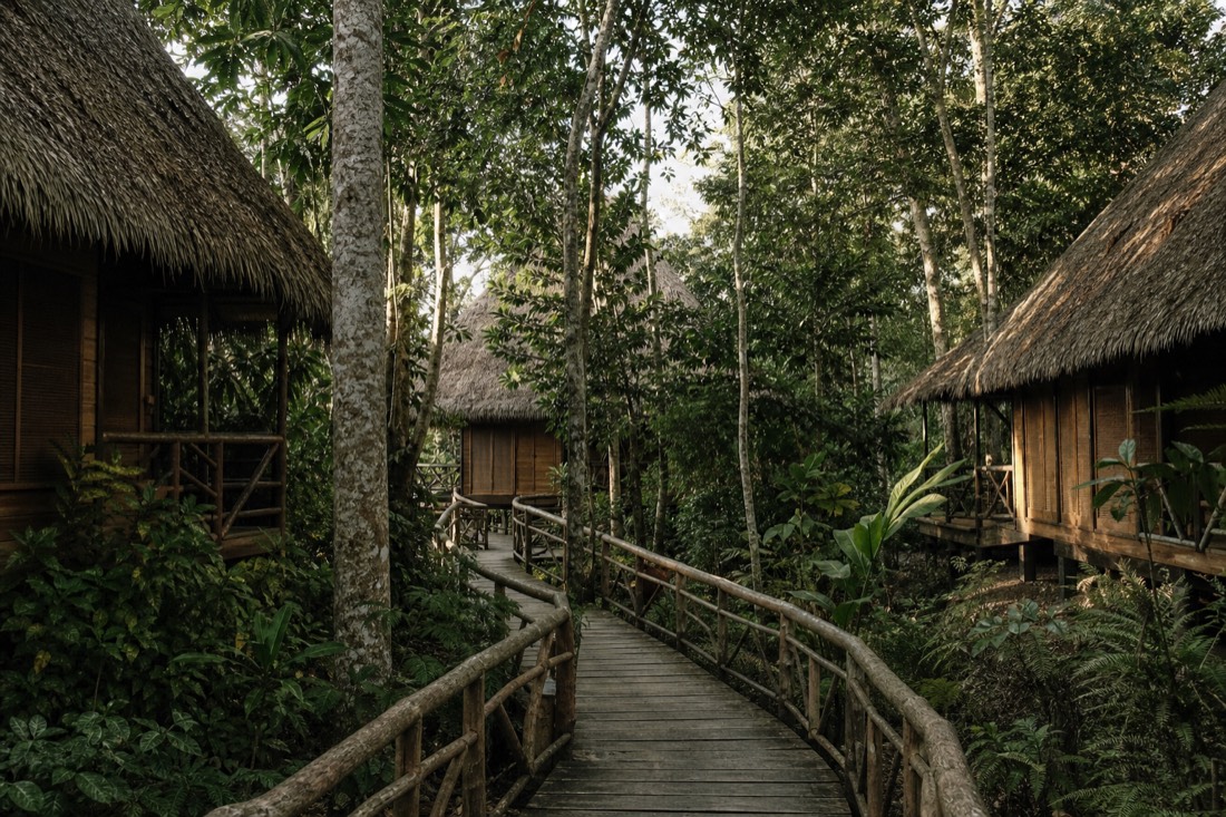 Wooden walkway between guest tambos under tall rainforest canopy in soft afternoon light