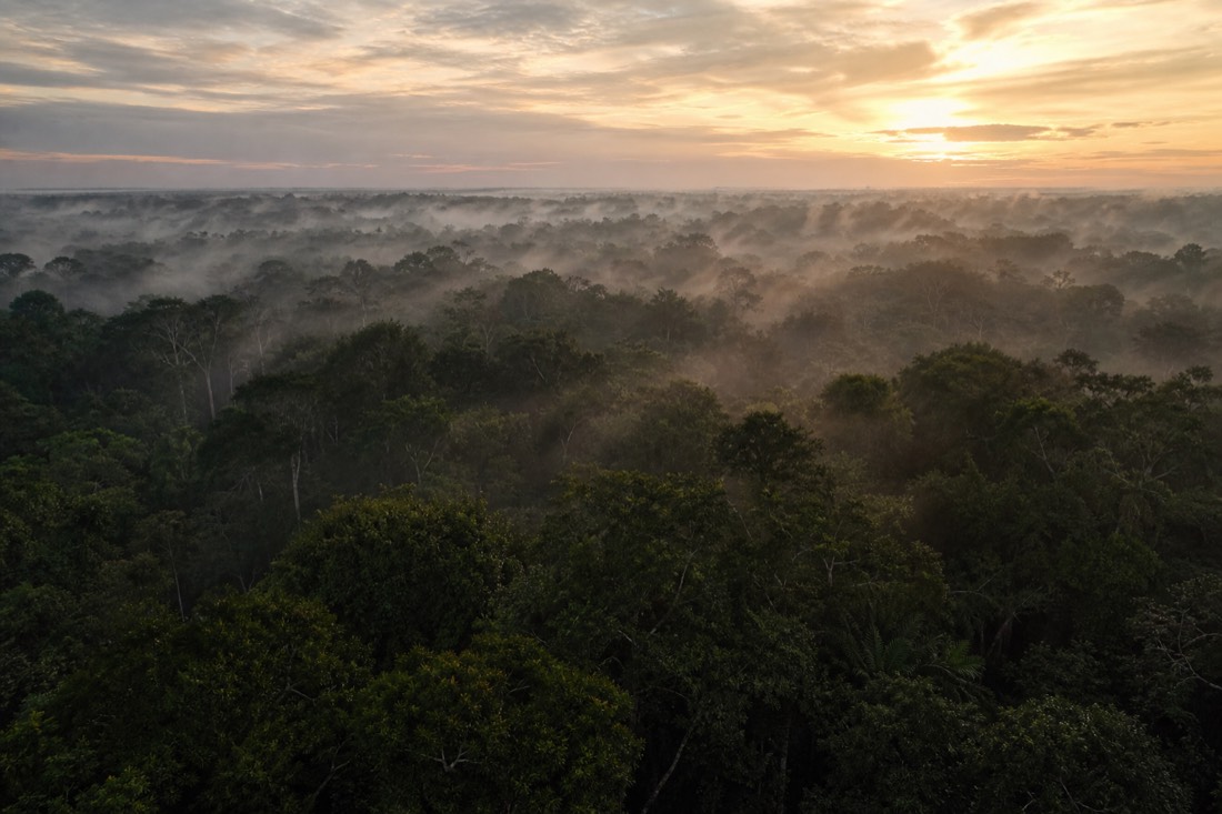 Low mist lifting off dense Amazon canopy at sunrise seen from above the treeline